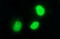 RNA Polymerase III Subunit G Like antibody, LS-C338243, Lifespan Biosciences, Immunofluorescence image 