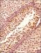 Dynamin-like 120 kDa protein, mitochondrial antibody, NBP2-59770, Novus Biologicals, Immunohistochemistry paraffin image 