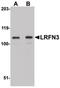 Leucine Rich Repeat And Fibronectin Type III Domain Containing 3 antibody, PA5-20706, Invitrogen Antibodies, Western Blot image 