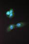 Abhydrolase Domain Containing 5 antibody, PB10021, Boster Biological Technology, Immunofluorescence image 
