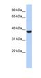 Protein Phosphatase 1 Catalytic Subunit Alpha antibody, orb330990, Biorbyt, Western Blot image 