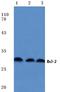 BCL2 antibody, AP06497PU-N, Origene, Western Blot image 