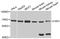 Fragile X mental retardation syndrome-related protein 1 antibody, A5942, ABclonal Technology, Western Blot image 
