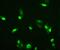 High mobility group protein B3 antibody, M02834, Boster Biological Technology, Immunofluorescence image 