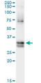 Nitrilase homolog 1 antibody, LS-C197785, Lifespan Biosciences, Immunoprecipitation image 
