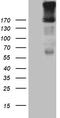 Epidermal Growth Factor antibody, TA811558, Origene, Western Blot image 