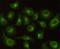 Carbonyl Reductase 1 antibody, M02825, Boster Biological Technology, Immunocytochemistry image 