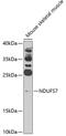 NADH:Ubiquinone Oxidoreductase Core Subunit S7 antibody, 23-234, ProSci, Western Blot image 