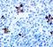 Perforin 1 antibody, LS-C312144, Lifespan Biosciences, Immunohistochemistry paraffin image 