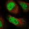 GRB2 Associated Regulator Of MAPK1 Subtype 1 antibody, PA5-59260, Invitrogen Antibodies, Immunofluorescence image 