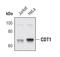 Chromatin Licensing And DNA Replication Factor 1 antibody, PA5-17024, Invitrogen Antibodies, Western Blot image 