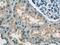 ATPase H+ Transporting Accessory Protein 1 antibody, 15305-1-AP, Proteintech Group, Immunohistochemistry frozen image 
