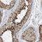 Spermatogenesis-associated protein 5 antibody, HPA036450, Atlas Antibodies, Immunohistochemistry frozen image 