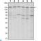 SET Domain Bifurcated Histone Lysine Methyltransferase 1 antibody, LS-C812590, Lifespan Biosciences, Western Blot image 