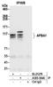 Mint-1 antibody, A305-364A, Bethyl Labs, Immunoprecipitation image 
