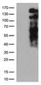 Low Density Lipoprotein Receptor antibody, CF812510, Origene, Western Blot image 
