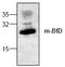 BH3 Interacting Domain Death Agonist antibody, AP00085PU-N, Origene, Western Blot image 