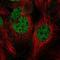 Cell Division Cycle 14B antibody, NBP2-68821, Novus Biologicals, Immunofluorescence image 