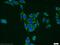 Collagen alpha-6(IV) chain antibody, 10807-1-AP, Proteintech Group, Immunofluorescence image 