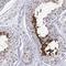 Calcium-binding and spermatid-specific protein 1 antibody, NBP1-91743, Novus Biologicals, Immunohistochemistry frozen image 