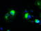 Prominin-2 antibody, TA500310, Origene, Immunofluorescence image 