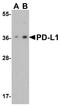 PD-L1 antibody, A00109-1, Boster Biological Technology, Western Blot image 