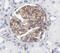 Phosphatidylserine Decarboxylase antibody, FNab06469, FineTest, Immunohistochemistry frozen image 