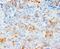Vascular Endothelial Growth Factor D antibody, LS-C172150, Lifespan Biosciences, Immunohistochemistry frozen image 
