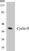 Cyclin-H antibody, LS-B12480, Lifespan Biosciences, Western Blot image 