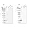 Family With Sequence Similarity 162 Member A antibody, PA5-57432, Invitrogen Antibodies, Western Blot image 