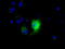 Nucleoside diphosphate kinase, mitochondrial antibody, TA501115, Origene, Immunofluorescence image 