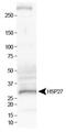 Heat Shock Protein Family B (Small) Member 1 antibody, TA336819, Origene, Western Blot image 