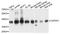 F-actin-capping protein subunit alpha-1 antibody, A3776, ABclonal Technology, Western Blot image 