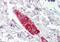 Fasciculation And Elongation Protein Zeta 1 antibody, NB100-53816, Novus Biologicals, Immunohistochemistry frozen image 