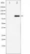 Src substrate cortactin antibody, TA325400, Origene, Western Blot image 