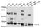 MutS Homolog 5 antibody, abx136031, Abbexa, Western Blot image 