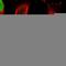 Zinc finger protein 521 antibody, HPA023056, Atlas Antibodies, Immunofluorescence image 