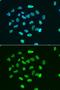 Histone Cluster 3 H3 antibody, orb373583, Biorbyt, Immunofluorescence image 
