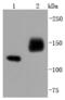 Neural Cell Adhesion Molecule 1 antibody, A00184-3, Boster Biological Technology, Western Blot image 