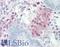 Serpin Family F Member 1 antibody, LS-B2471, Lifespan Biosciences, Immunohistochemistry frozen image 