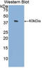 Pulmonary surfactant-associated protein A1 antibody, LS-C296548, Lifespan Biosciences, Western Blot image 