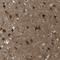 Microfibril Associated Protein 3 antibody, HPA015883, Atlas Antibodies, Immunohistochemistry frozen image 