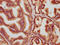 Muskelin antibody, CSB-PA890926LA01HU, Cusabio, Immunohistochemistry paraffin image 