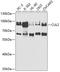 Cullin 2 antibody, A5308, ABclonal Technology, Western Blot image 