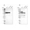 NOP58 Ribonucleoprotein antibody, NBP1-81681, Novus Biologicals, Western Blot image 