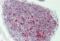 Cold Inducible RNA Binding Protein antibody, orb377997, Biorbyt, Immunohistochemistry paraffin image 