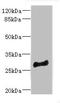 Myeloid Leukemia Factor 1 antibody, orb40811, Biorbyt, Western Blot image 