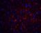GDNF family receptor alpha-1 antibody, 1133, ProSci Inc, Immunofluorescence image 