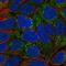 hMCS antibody, NBP2-14243, Novus Biologicals, Immunofluorescence image 