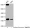 H12 antibody, LS-C670349, Lifespan Biosciences, Western Blot image 